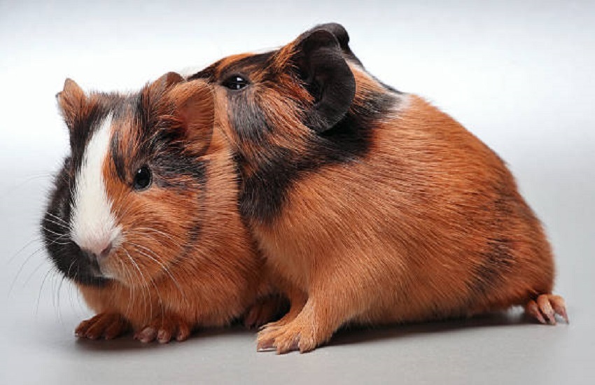 Starostlivosť o morča